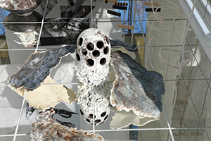 Dimitrina Sevova, When a whale is a lake, its surface reflects deep time, 2022