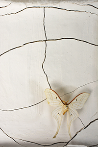 Dimitrina Sevova, Drought – Peperuda (Butterfly), 2024. At Hartdurm 12, 2024. Detail