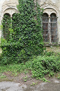 Ospedale Psichiatrico di Volterra, the wild reclaiming the space