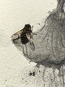 Dimitrina Sevova, Open Studio at Lilly Keller’s studio in Thusis. Flies like graphite