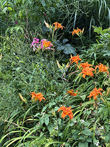 Dimitrina Sevova, Open Studio at Lilly Keller’s studio in Thusis. Flowers in Lilly Keller’s garden